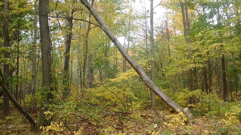 Forest clearing in progress.