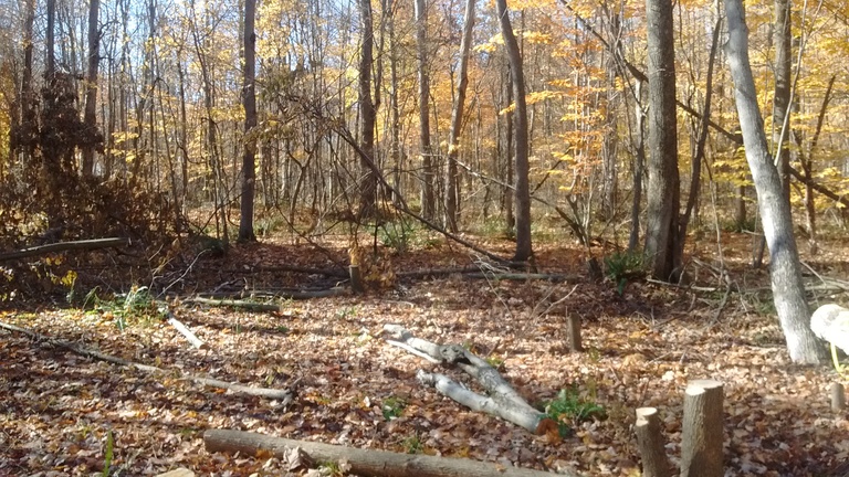 Forest clearing in progress.