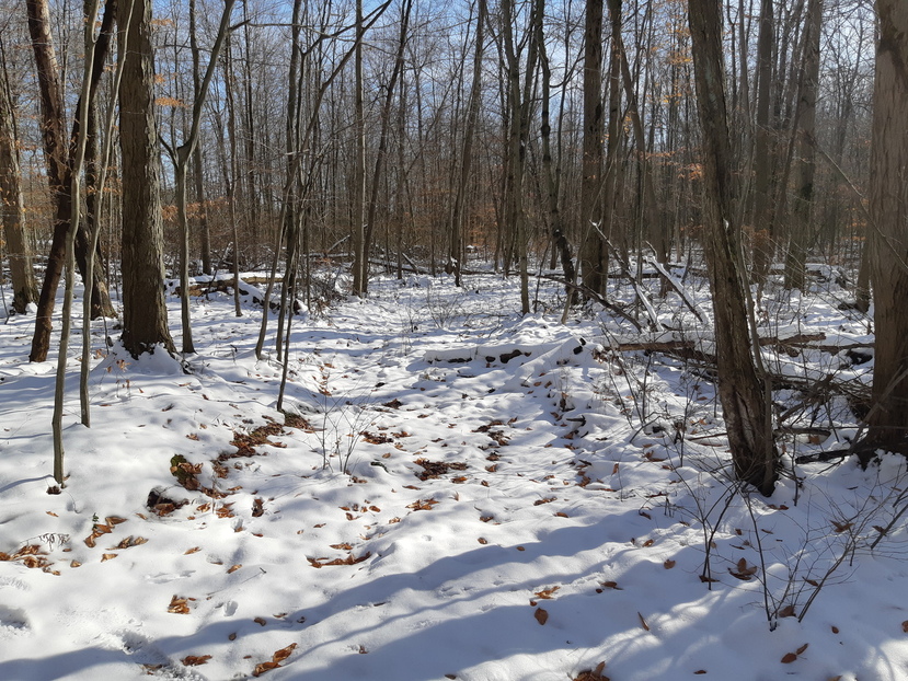 Path to cabin, wintertime.