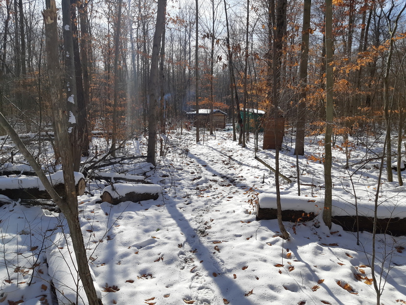 Cabin, shed, and outhouse.