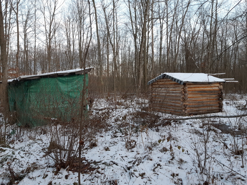 Cabin and shed from back/side.